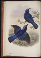 Irena cyanogaster plate 22