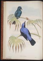 Asian Fairy-bluebird plate 21