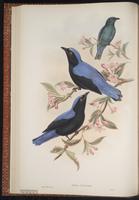 Asian Fairy-bluebird plate 20