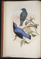 Asian Fairy-bluebird plate 19