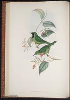 Lesser Green Leafbird plate 18