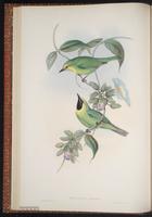 Blue-winged Leafbird plate 17