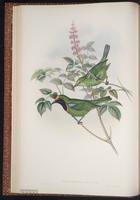 Golden-fronted Leafbird plate 16