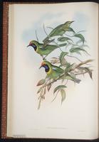 Orange-bellied Leafbird plate 15