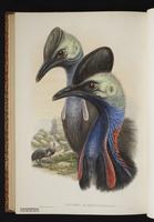 Southern Cassowary plate 73