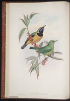 Orange-bellied Leafbird plate 14