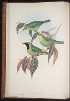 Greater Green Leafbird plate 13