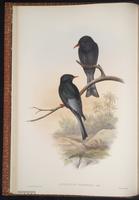 Malagasy Bulbul plate 12