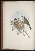 Light-vented Bulbul plate 11
