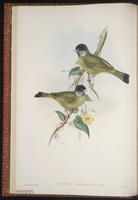 Collared Finchbill plate 10