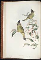 Crested Finchbill plate 9