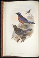 Chestnut-bellied Rock Thrush plate 8