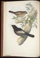 Grey-winged Blackbird plate 7