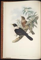 White-collared Blackbird plate 6