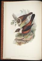 Chestnut Thrush plate 5