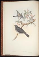 Tickell's Thrush plate 4
