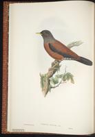 Chestnut Thrush plate 3