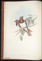 Red-throated Thrush plate 2