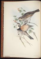 Great Thrush plate 1