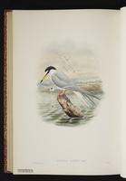 Little Tern plate 72