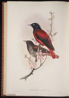 Maroon Oriole plate 75