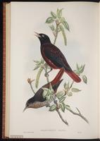 Maroon Oriole plate 74