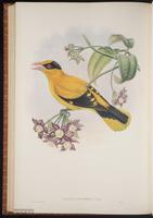 Black-naped Oriole plate 73
