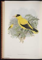 Black-naped Oriole plate 72