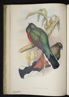 Red-headed trogon plate 7