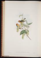 Fire-capped Tit plate 71