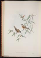 Chinese Penduline Tit plate 70