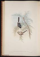 Long-tailed Bushtit plate 69
