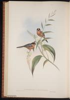 Rufous-fronted Bushtit plate 68