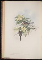 White-throated Bushtit plate 67