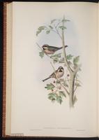 White-cheeked Bushtit plate 66
