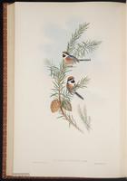 Black-throated Bushtit plate 65