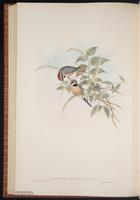Black-throated Bushtit plate 64