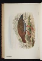 Bare-eyed Rail plate 71