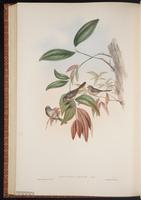 Pygmy Bushtit plate 63