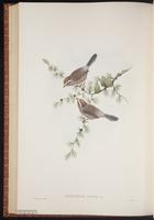 White-browed Tit-warbler plate 62