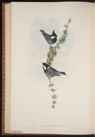 Spot-winged Ti plate 61