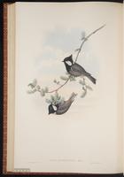 Rufous-naped Tit plate 60