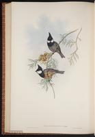 Rufous-vented Tit plate 59