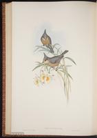 Grey Crested Tit plate 58