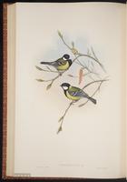 Green-backed Tit plate 57