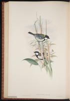 Great Tit plate 56