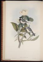 Great Tit plate 55