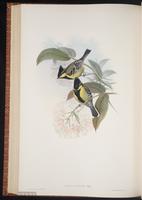 Black-lored Tit plate 54