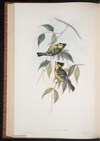 Yellow-cheeked Tit plate 53