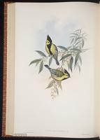 Black-lored Tit plate 52